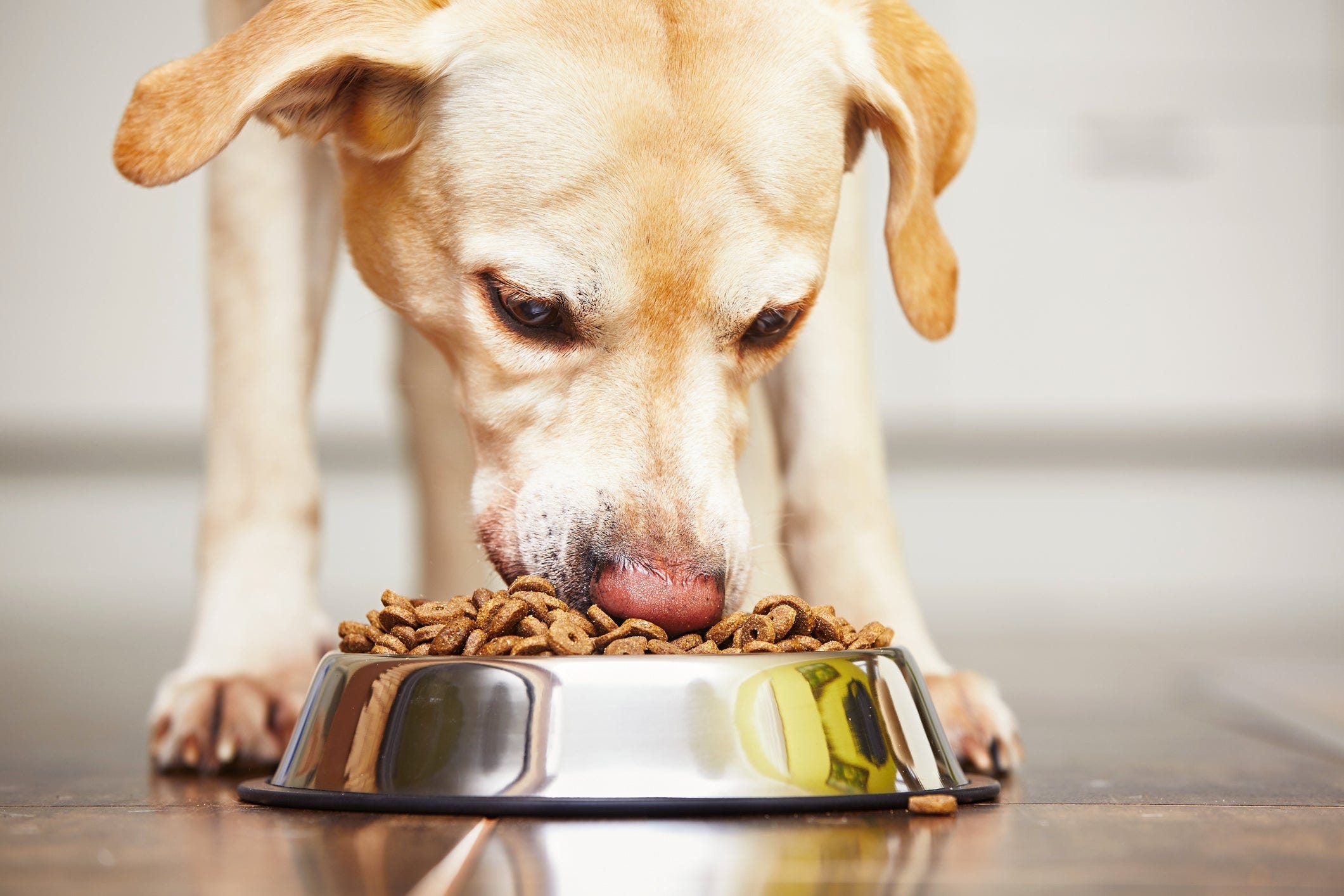 dog diarrhea treatment banana